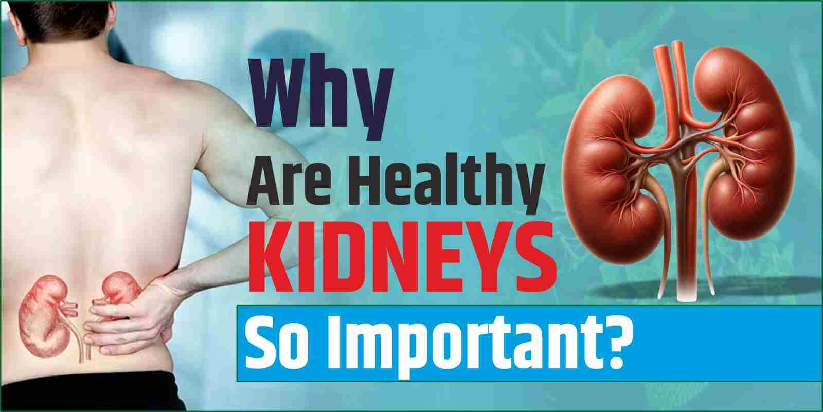 Why Are Healthy Kidneys So Important?